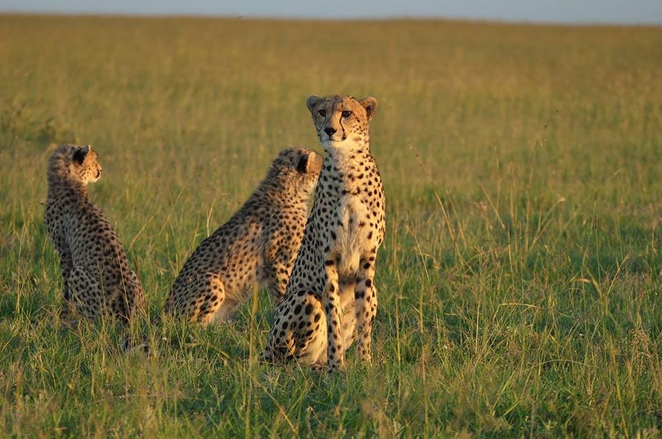 tourhub | Royal Private Safaris | 8 Days Luxury Kenya Safari With Unforgettable Lake Visit 