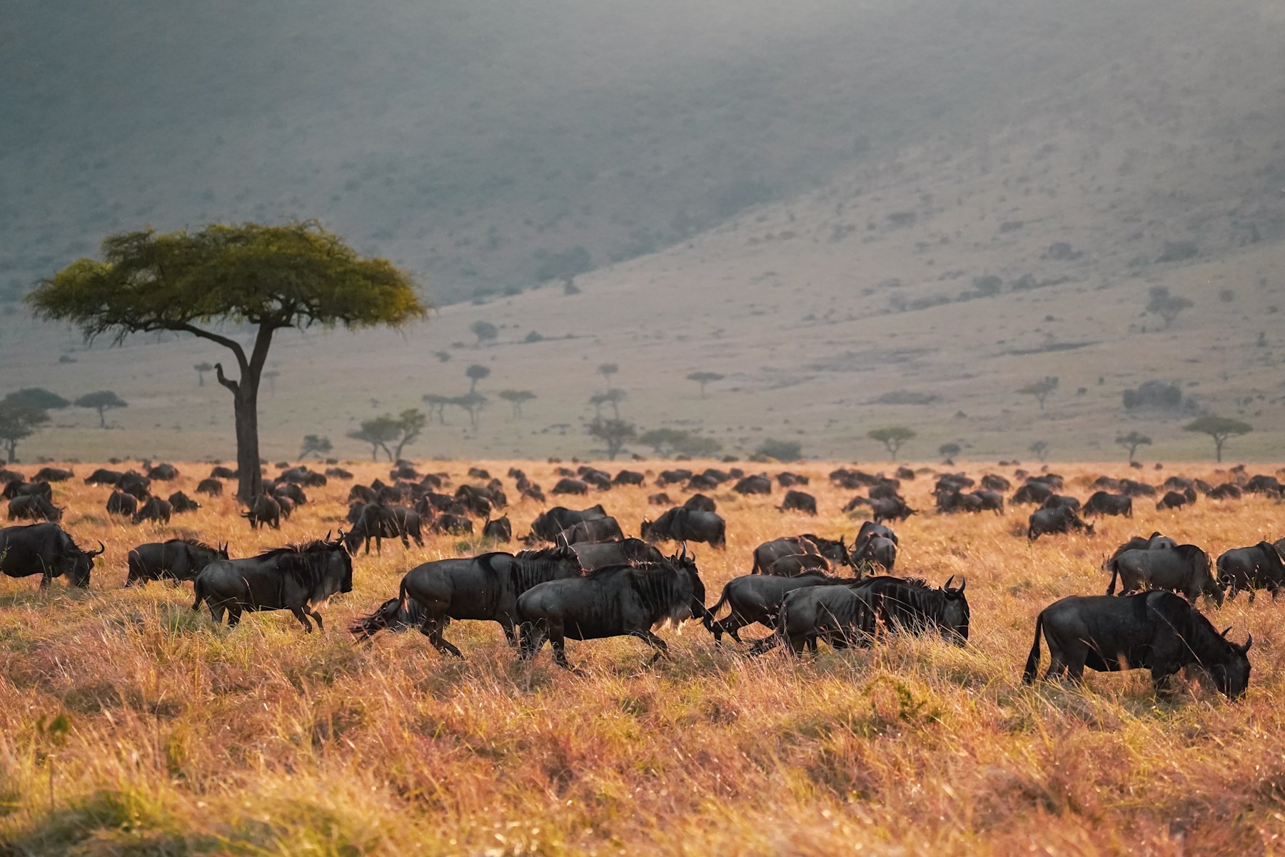 tourhub | Royal Private Safaris | 8 Days Luxury Kenya Safari With Unforgettable Lake Visit 