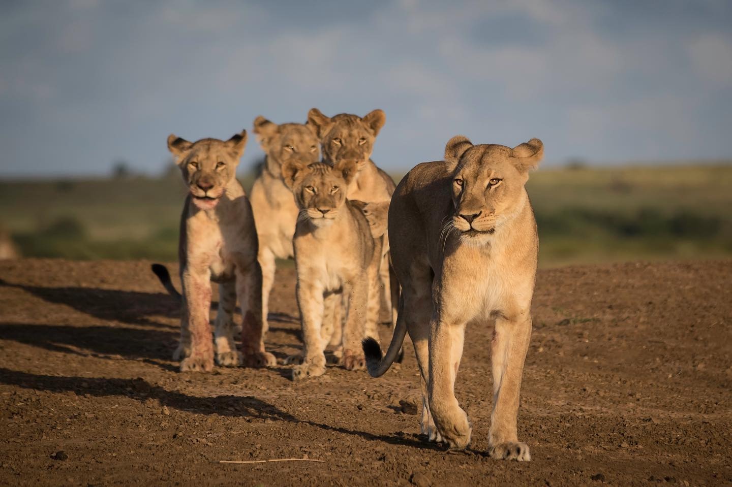 tourhub | Royal Private Safaris | 8 Days Bush To Beach Kenya Safari 