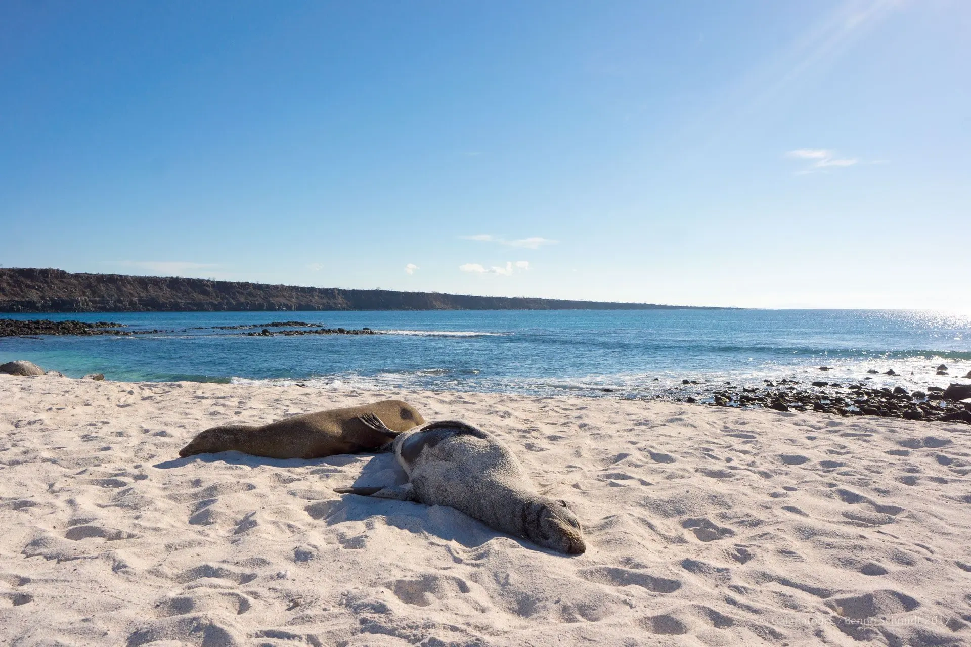 tourhub | Ecuador Galapagos Travels | 8 Days Galápagos Island Hopping Adventure: Wildlife & Wonders 