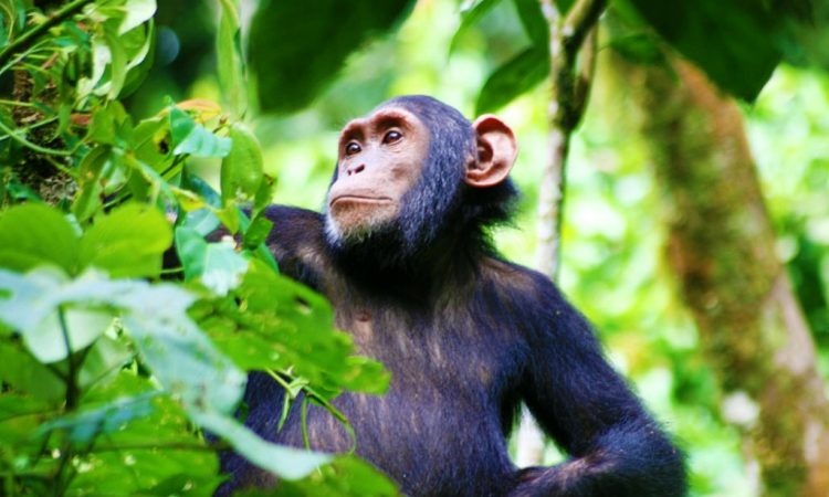 tourhub | Birchill Expeditions | Chimpanzee Tracking Uganda | BE0002
