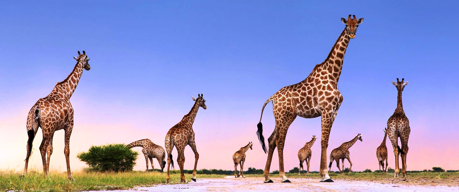 tourhub | Africa Safari Bookings Advisory Center | 11 Days Kenya Wildlife Safari and Mombasa Beach Holiday | 11 Days KWH