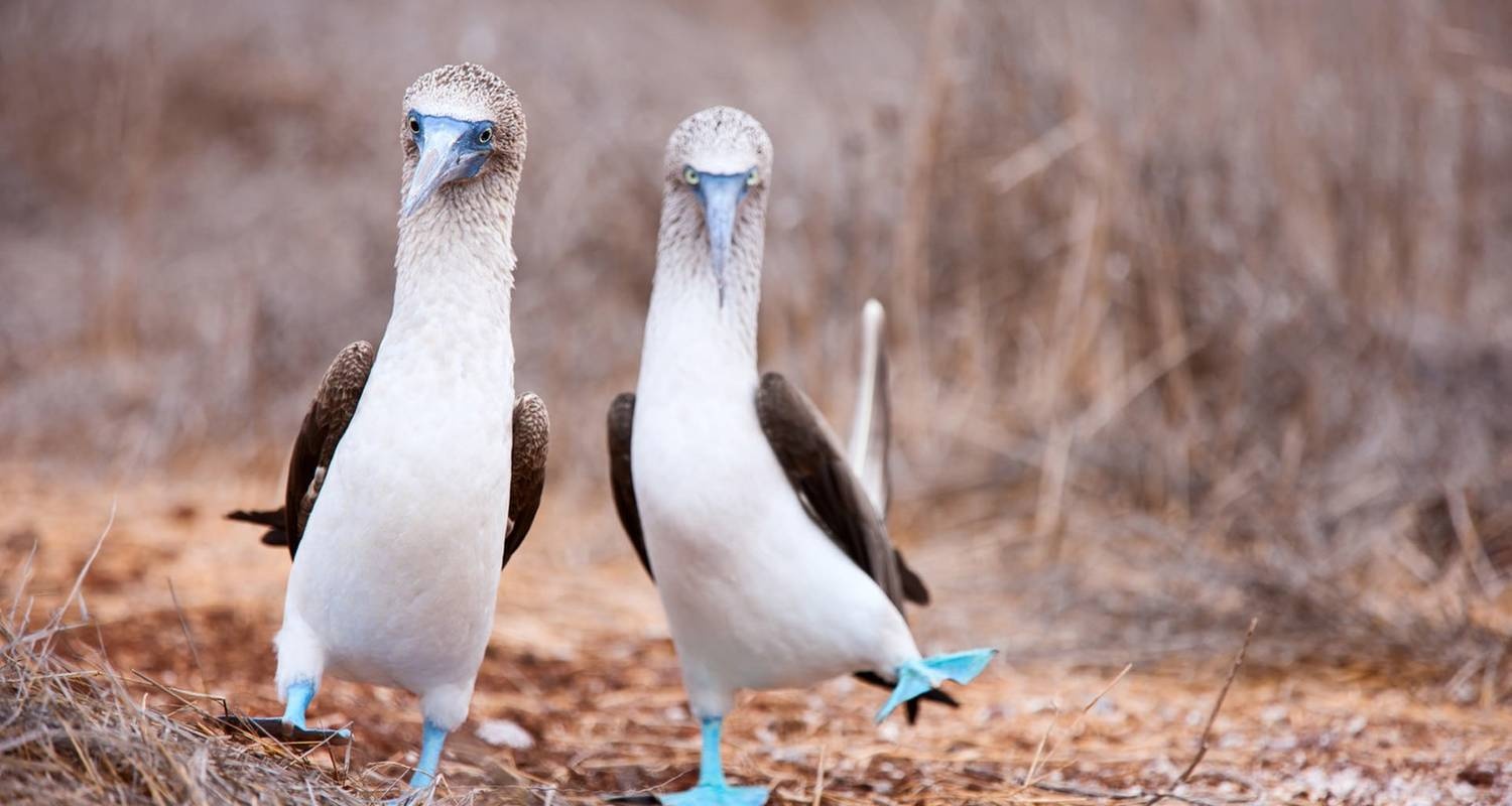 tourhub | Ecuador Galapagos Travels | 5 Days Galapagos Wildlife Discovery (2 Uninhabited Islands) 