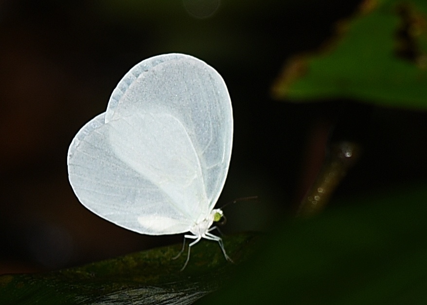 tourhub | Ashanti African Tours | Ghana Butterfly Tour 