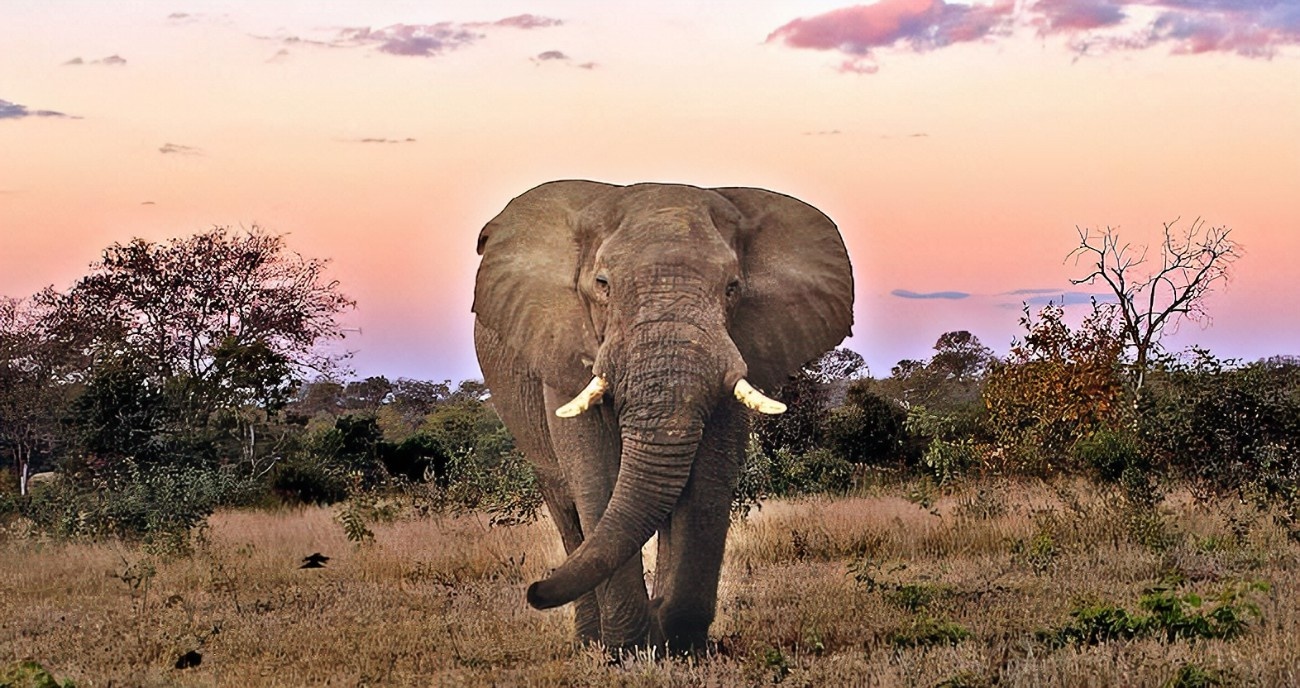 tourhub | The Mzansi Experience | 3-Day Kruger National Park Big 5 Tented Safari 