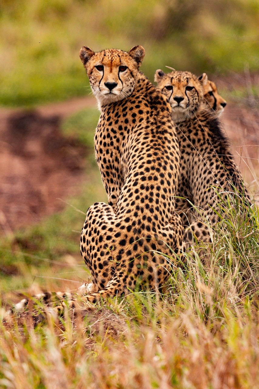 tourhub | Widerange African Safaris | Best 3 days Sharing safari package in Tanzania 