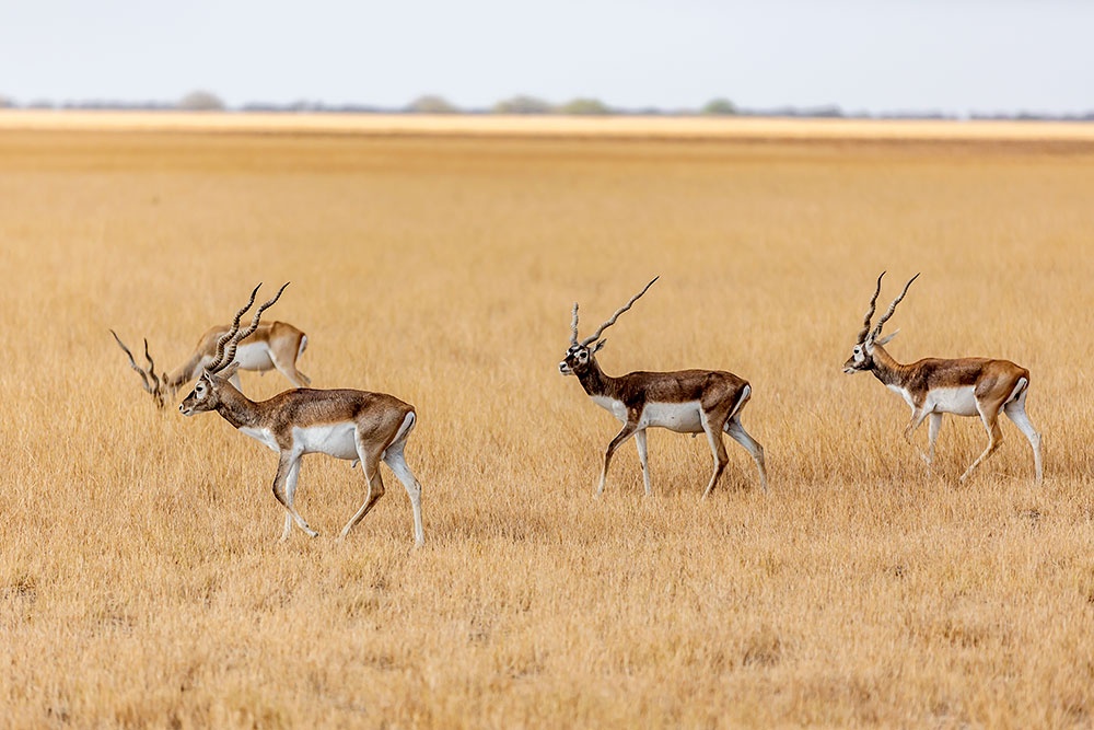 tourhub | Agora Voyages | Ahmedabad to Velavadar Blackbuck Safari Expedition 