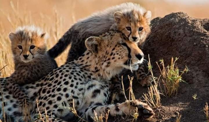 tourhub | Jossec Tours and Safaris | 4 Days Masai Mara & Lake Nakuru Tour. 