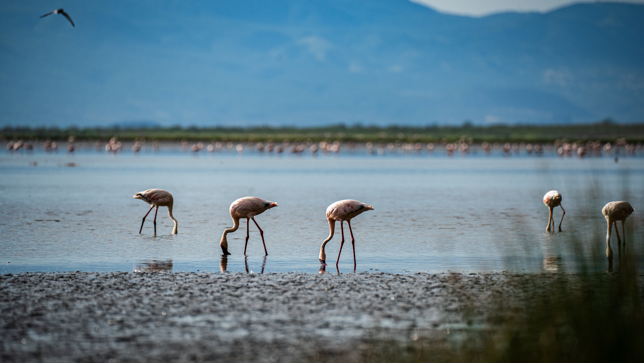 tourhub | Beach and Safari Holidays | Great Northern Circuit Wildlife Safari 