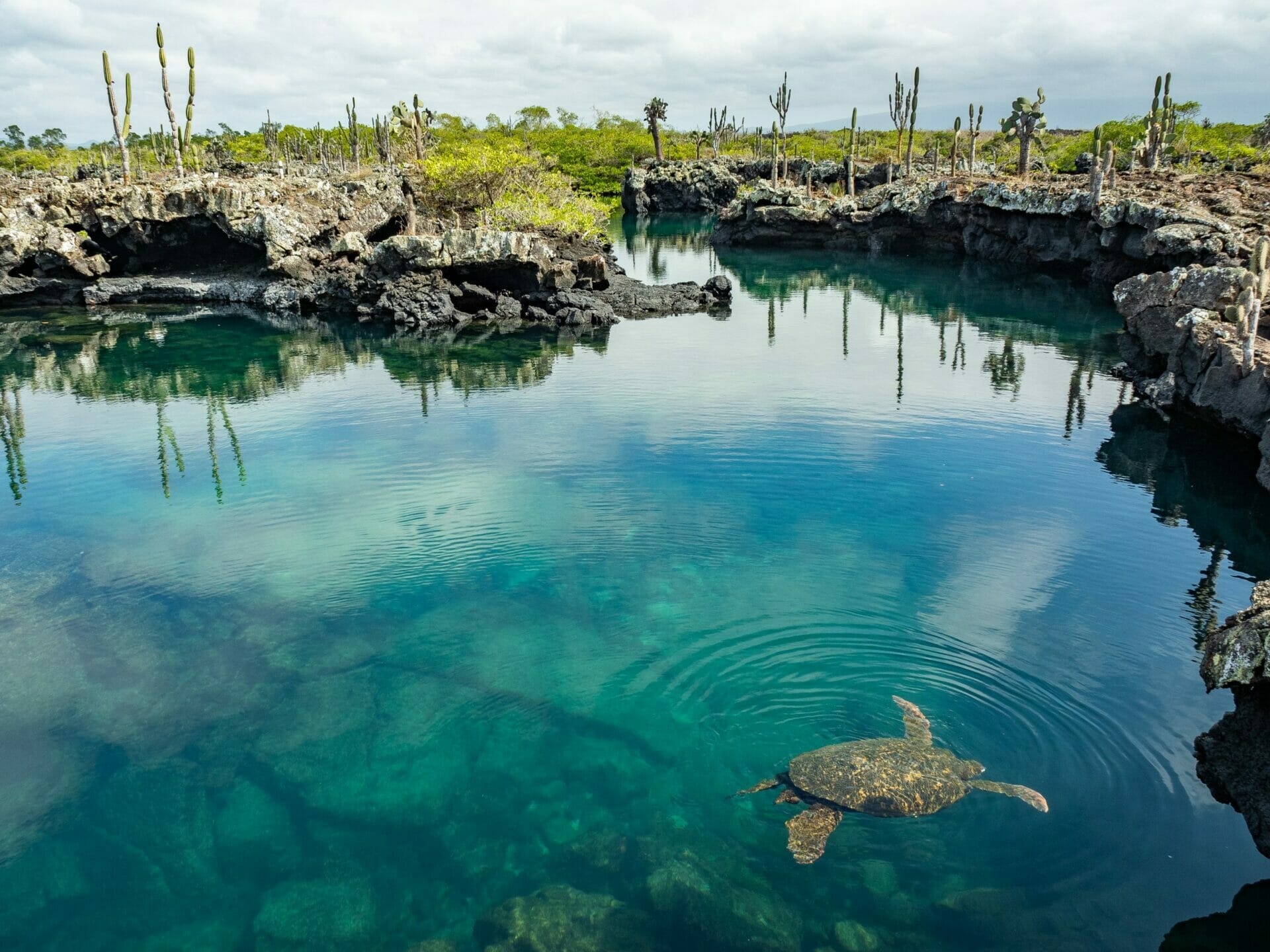 tourhub | Ecuador Galapagos Travels | 8 Days Galápagos Island Hopping Adventure: Wildlife & Wonders 