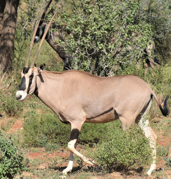 tourhub | Arrow Adventures Kenya | 7 Days Kenya Highlights Safari 