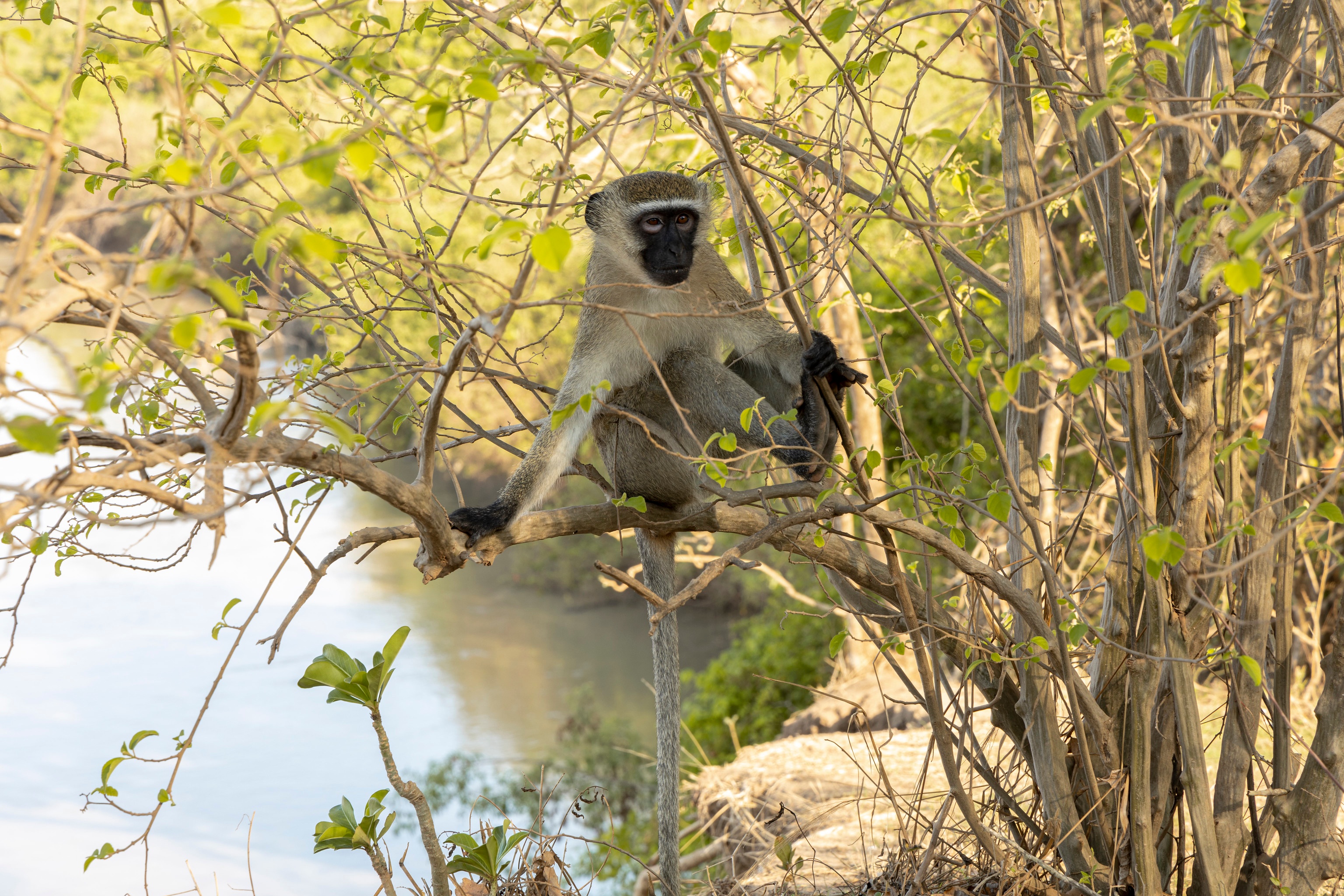 tourhub | Beach and Safari Holidays | Beach & Safari Holiday 