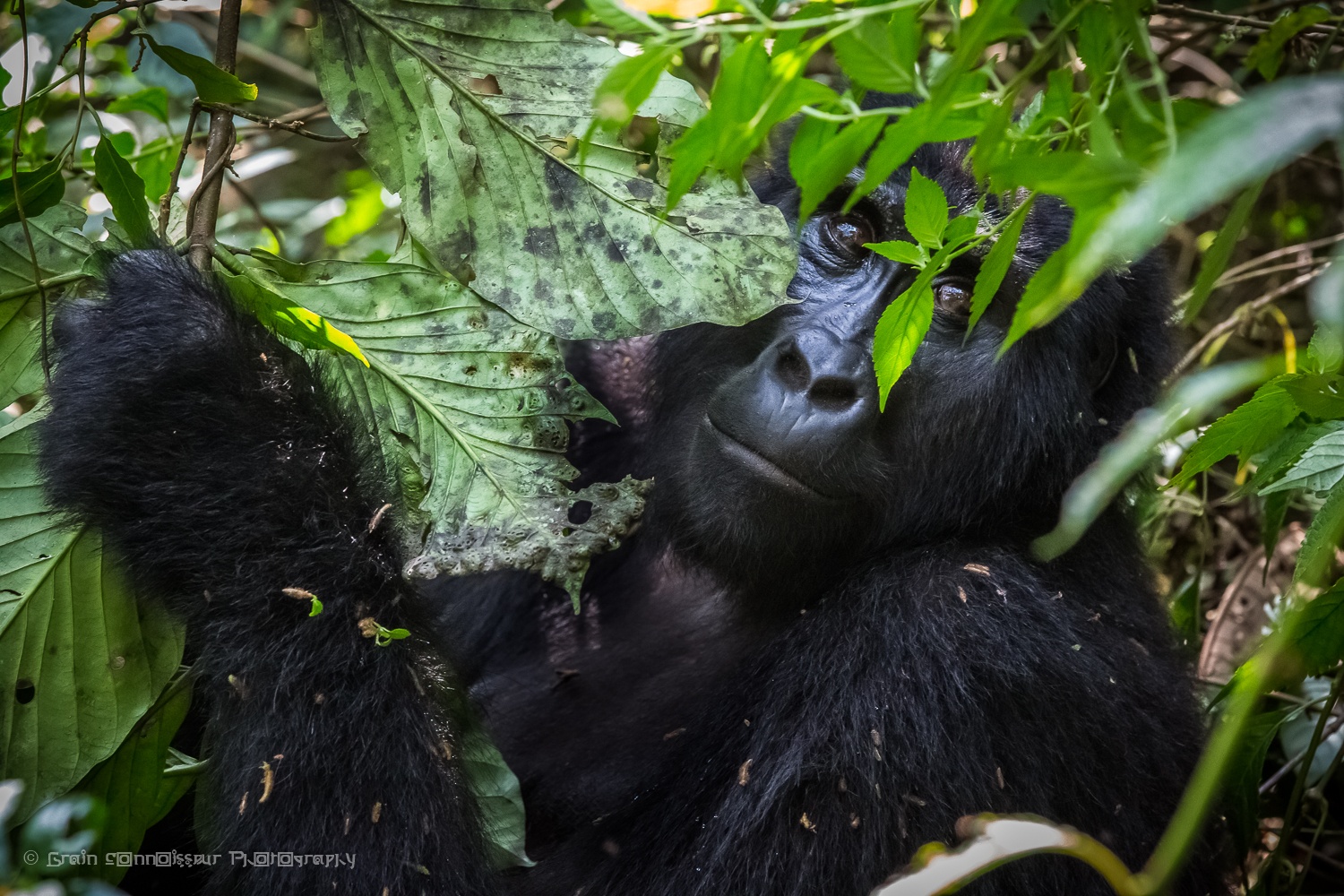 tourhub | Ganyana Safaris | 14 Days Uganda Gorillas and Chimpanzee Safari 