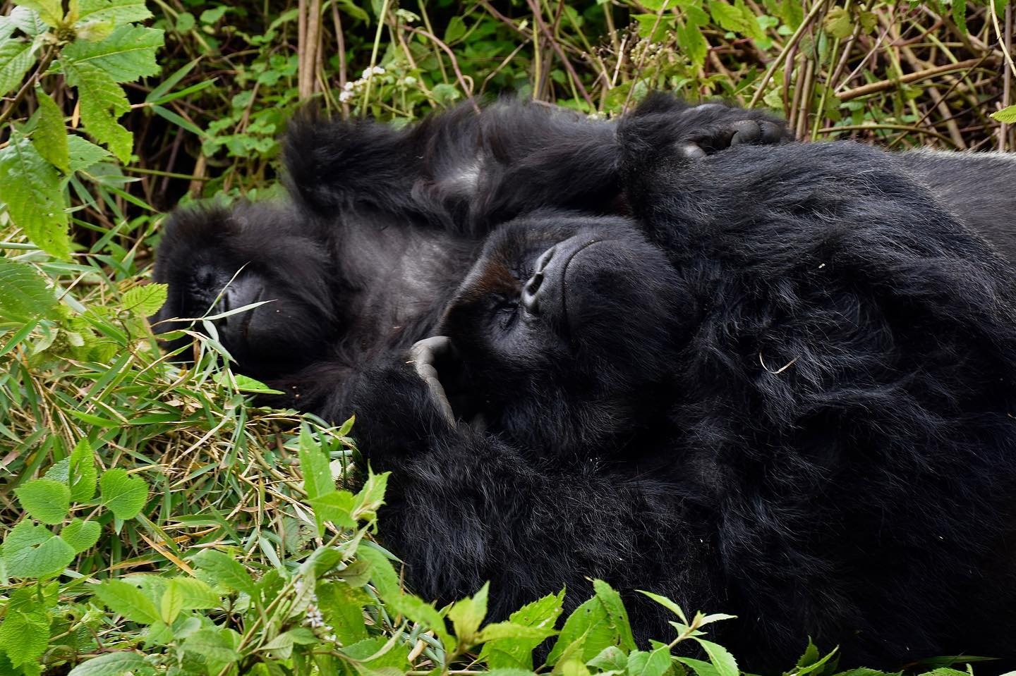 tourhub | 1000 Hills Safaris | Rwanda Gorilla & Golden Monkey with Canoe ride 