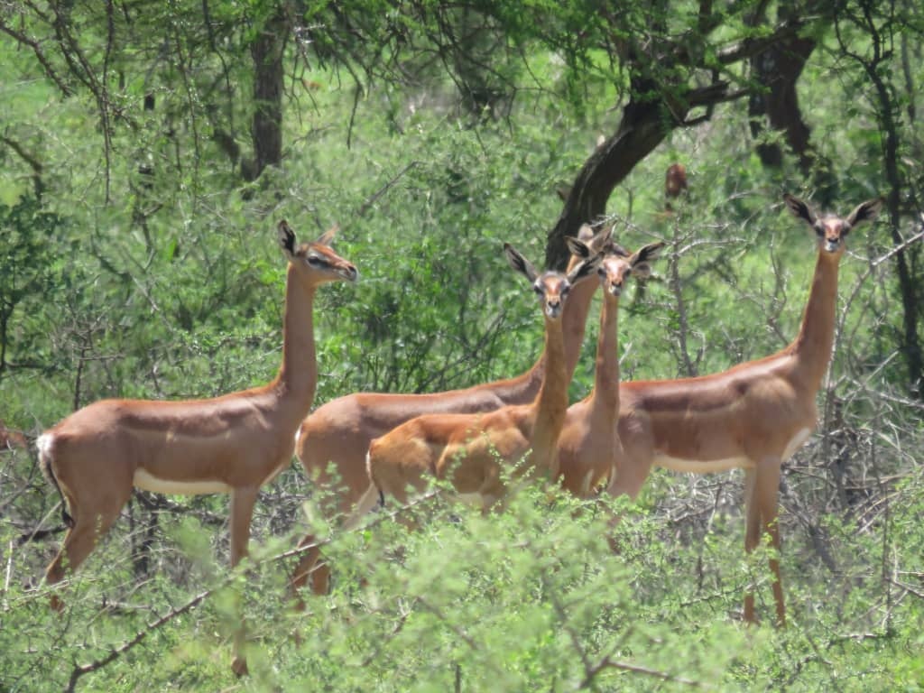 tourhub | Armaye Ethiopia Tours | Ethiopian Unique Wildlife  Safari 