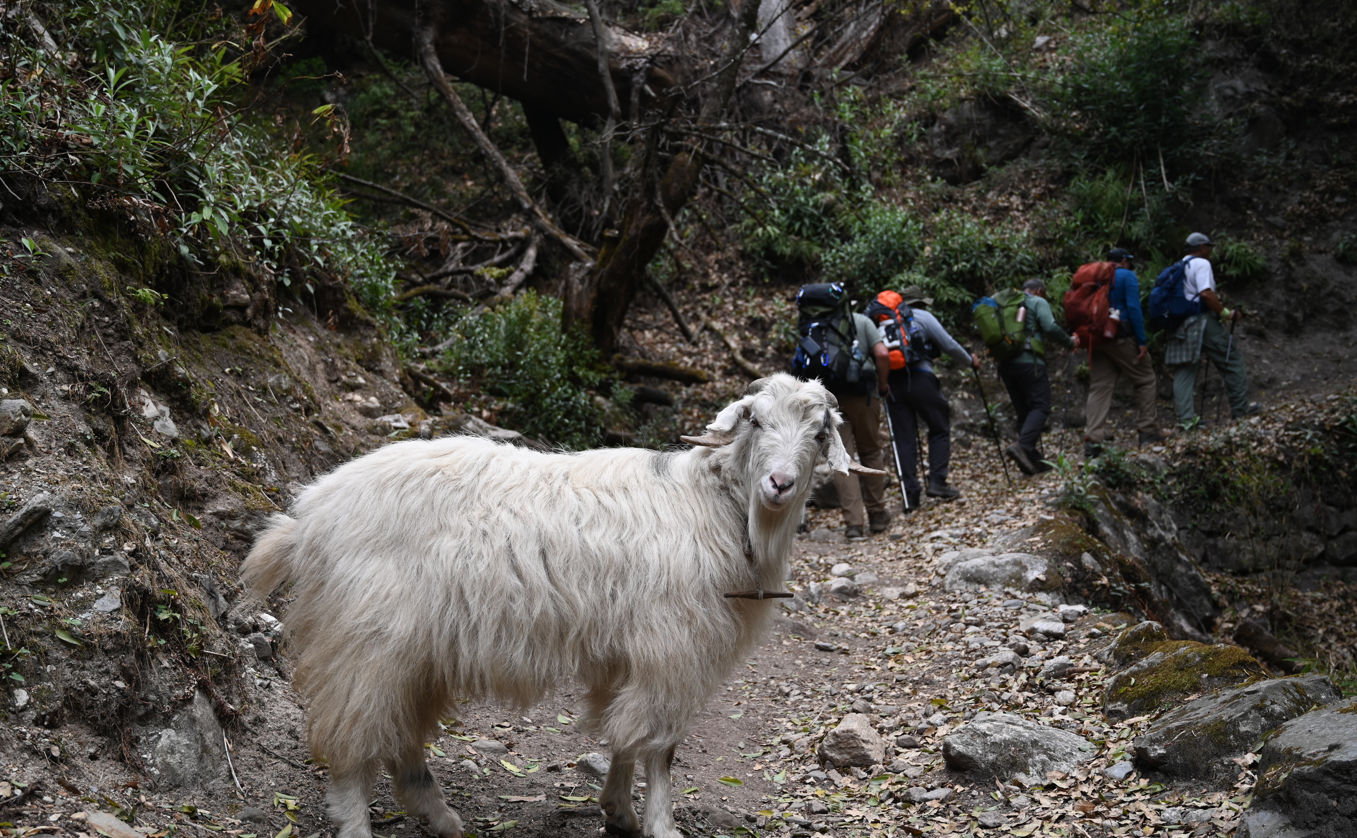 tourhub | Nepal Hiking Team | Manaslu Circuit Trek - Best Deals 