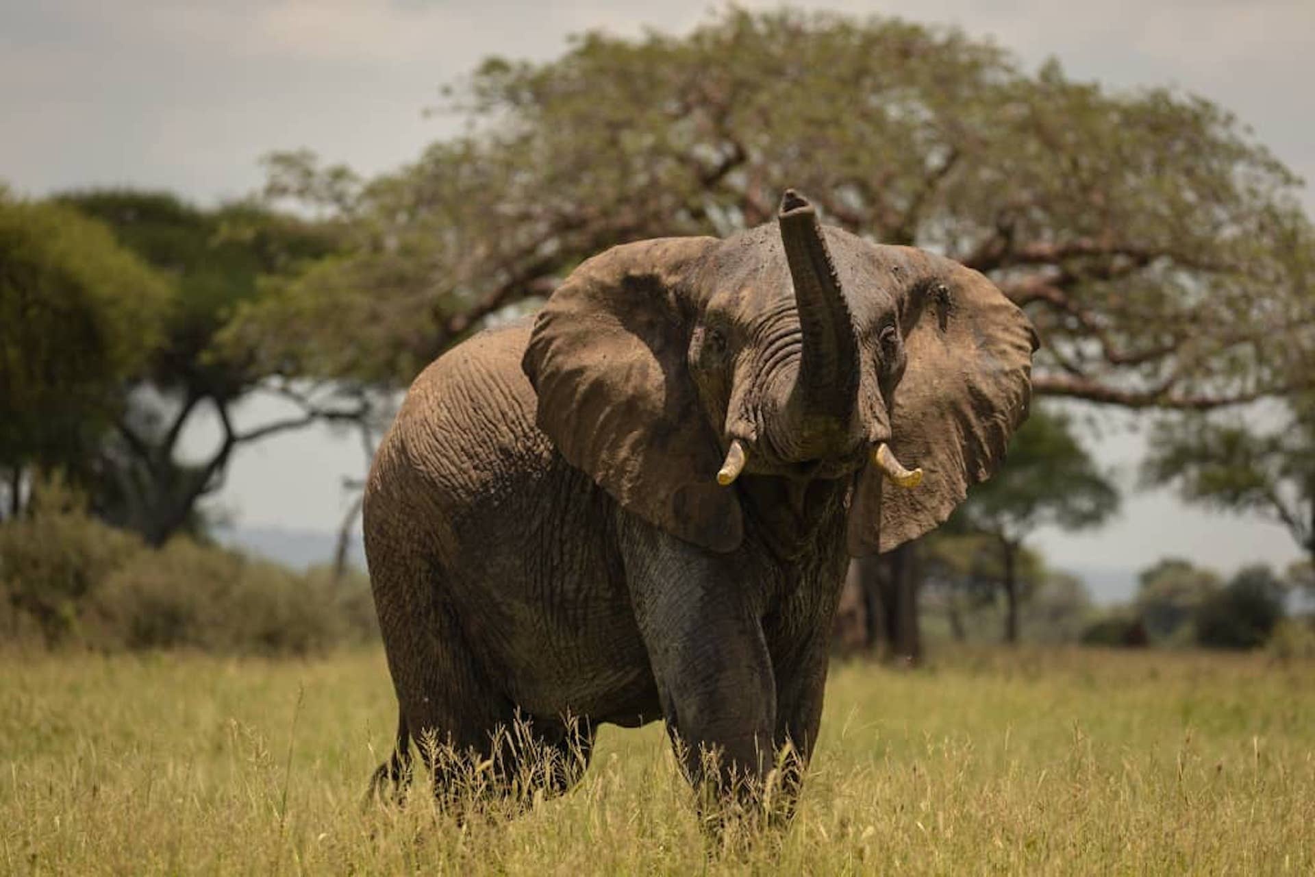 tourhub | Tanzania Wildlife Adventures | Elephant Safari Discover | Tour Map