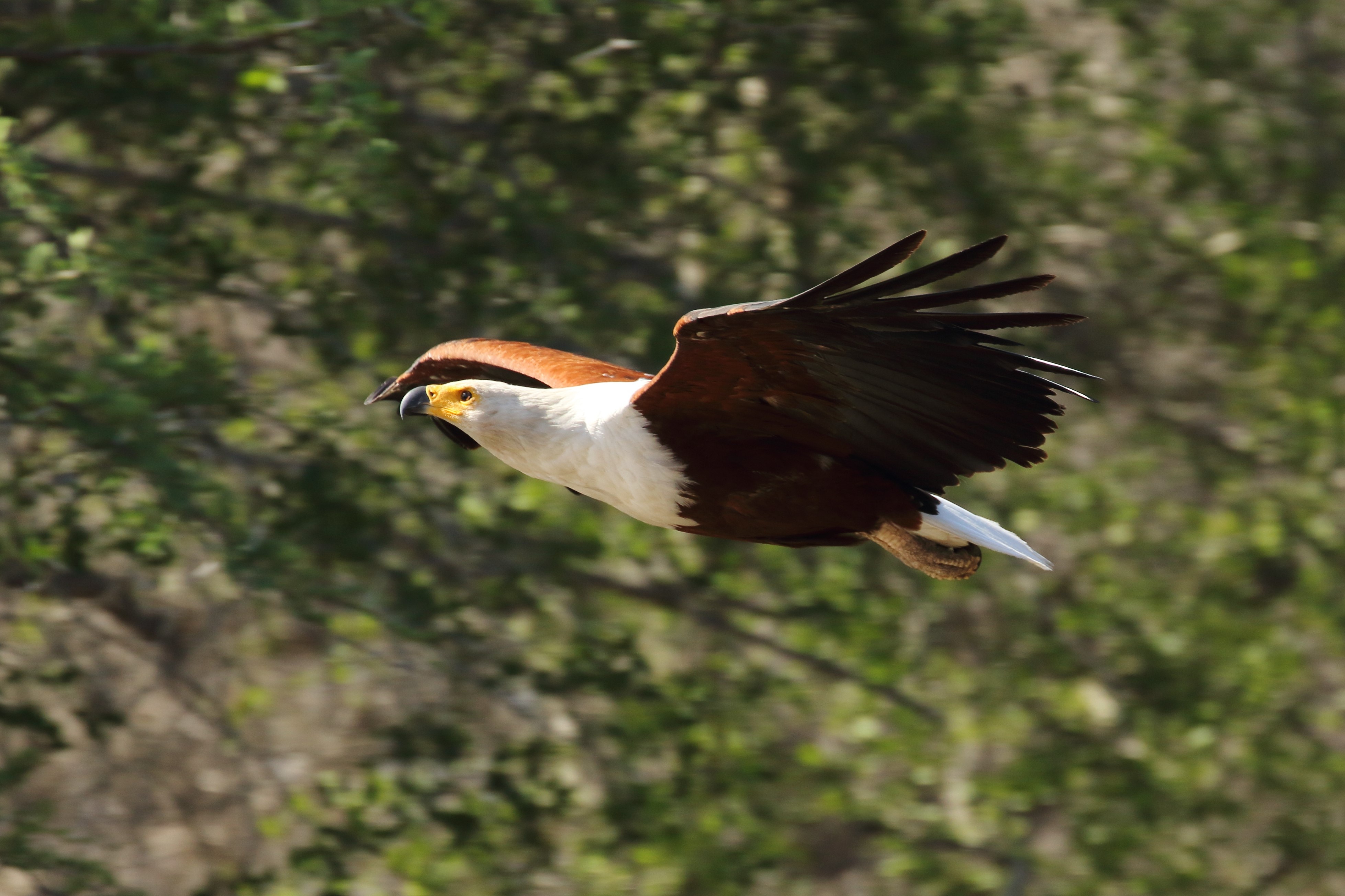 tourhub | Wildlife Dreams | Bird Watching in Kruger (Dates upon request) 