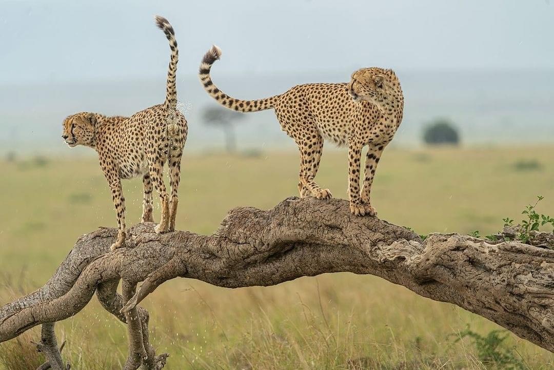 tourhub | Royal Private Safaris | 9 Days Bucket-List Kenya Luxury Safari 