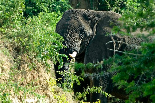 tourhub | Verdoro Safaris | Big Five, Chimps and Murchison Falls 