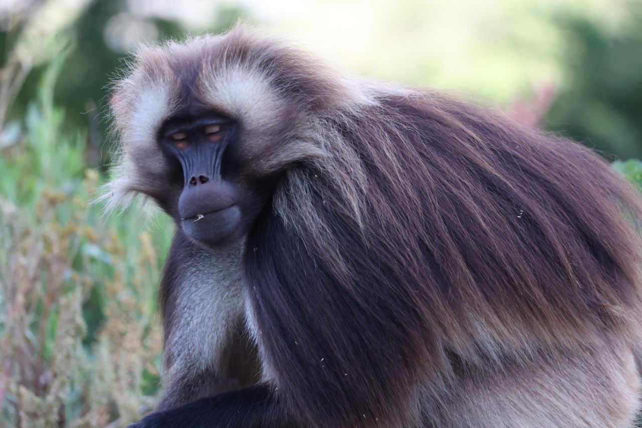 tourhub | Armaye Ethiopia Tours | Ethiopian Unique Wildlife  Safari 