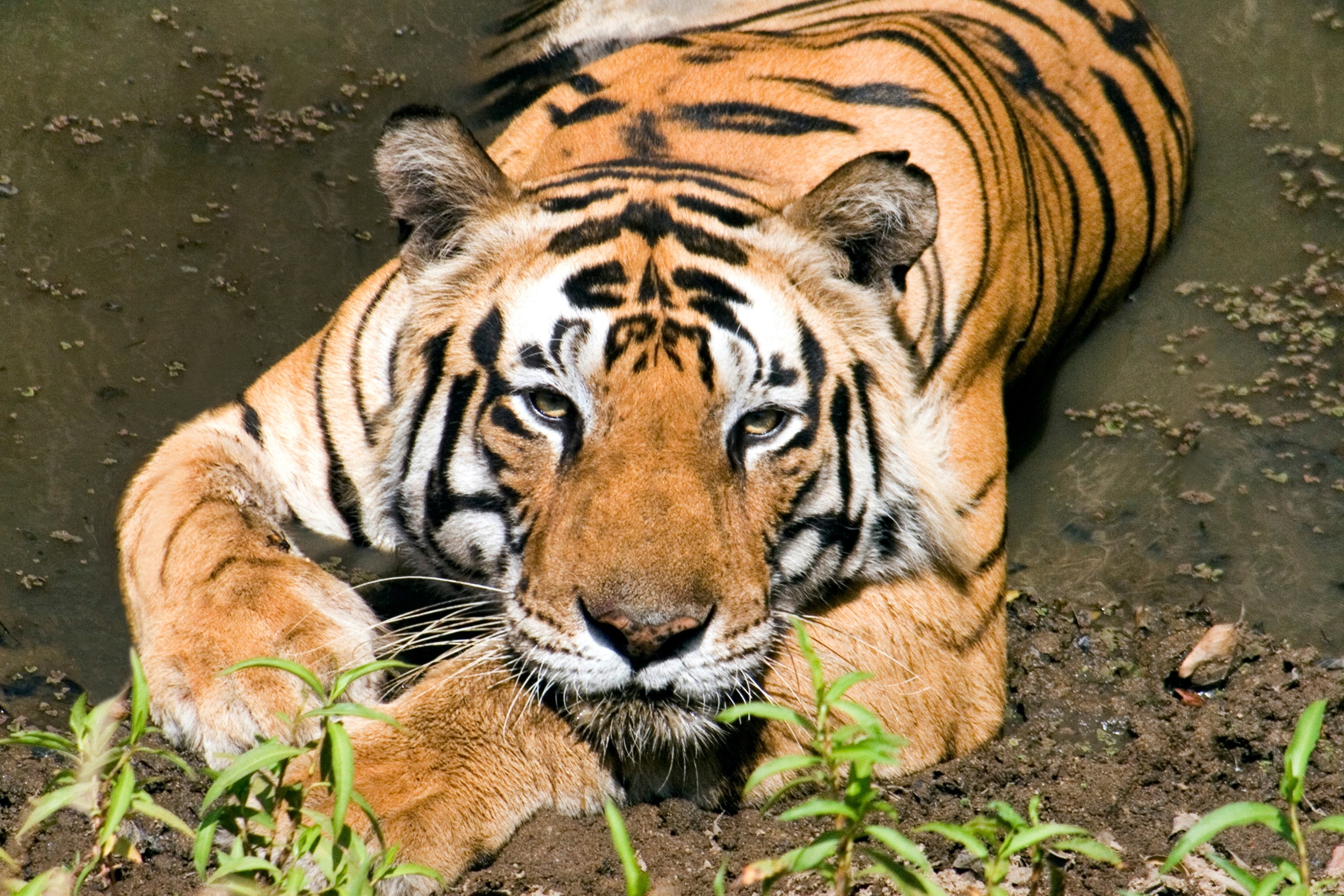 tourhub | Taj Voyages Tours | 1N/2D Ranthambore Wildlife Safari 