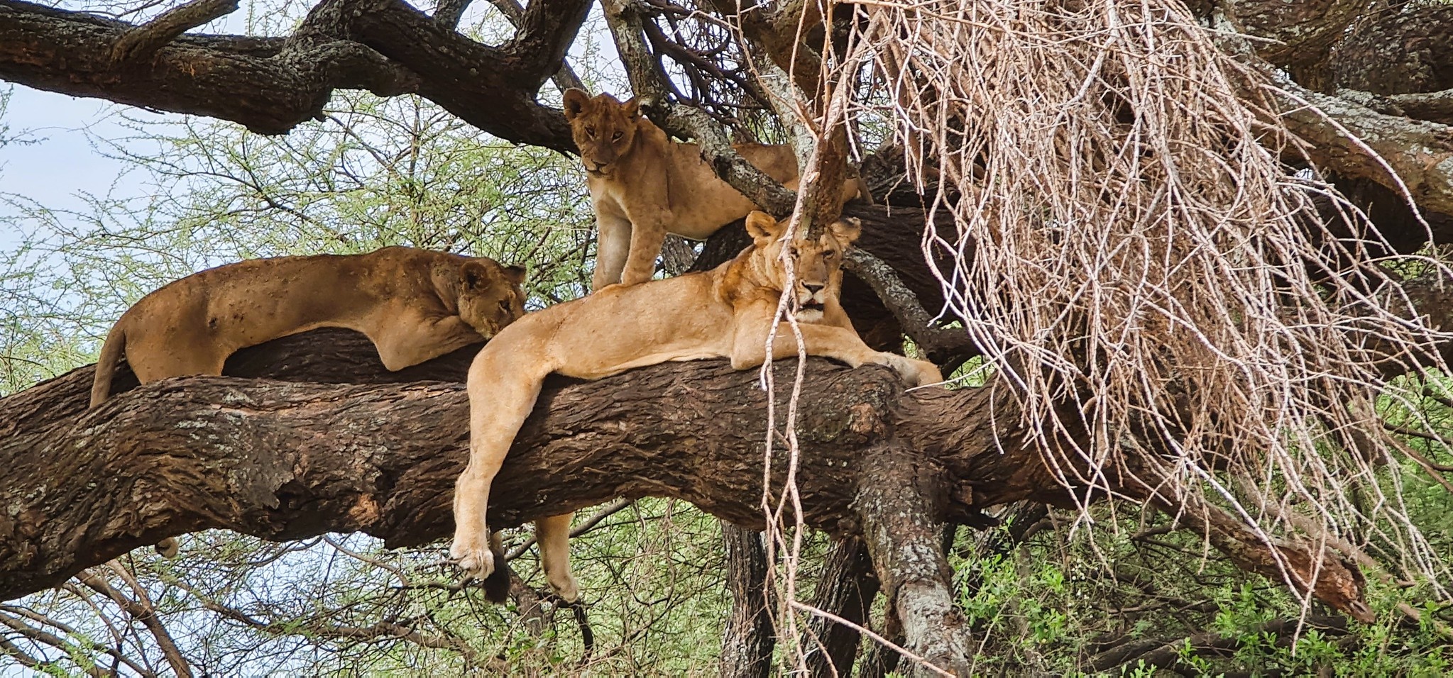 tourhub | Beach and Safari Holidays | From Arusha: 6 Day Classic Game Drive Serengeti & Ngorongoro 