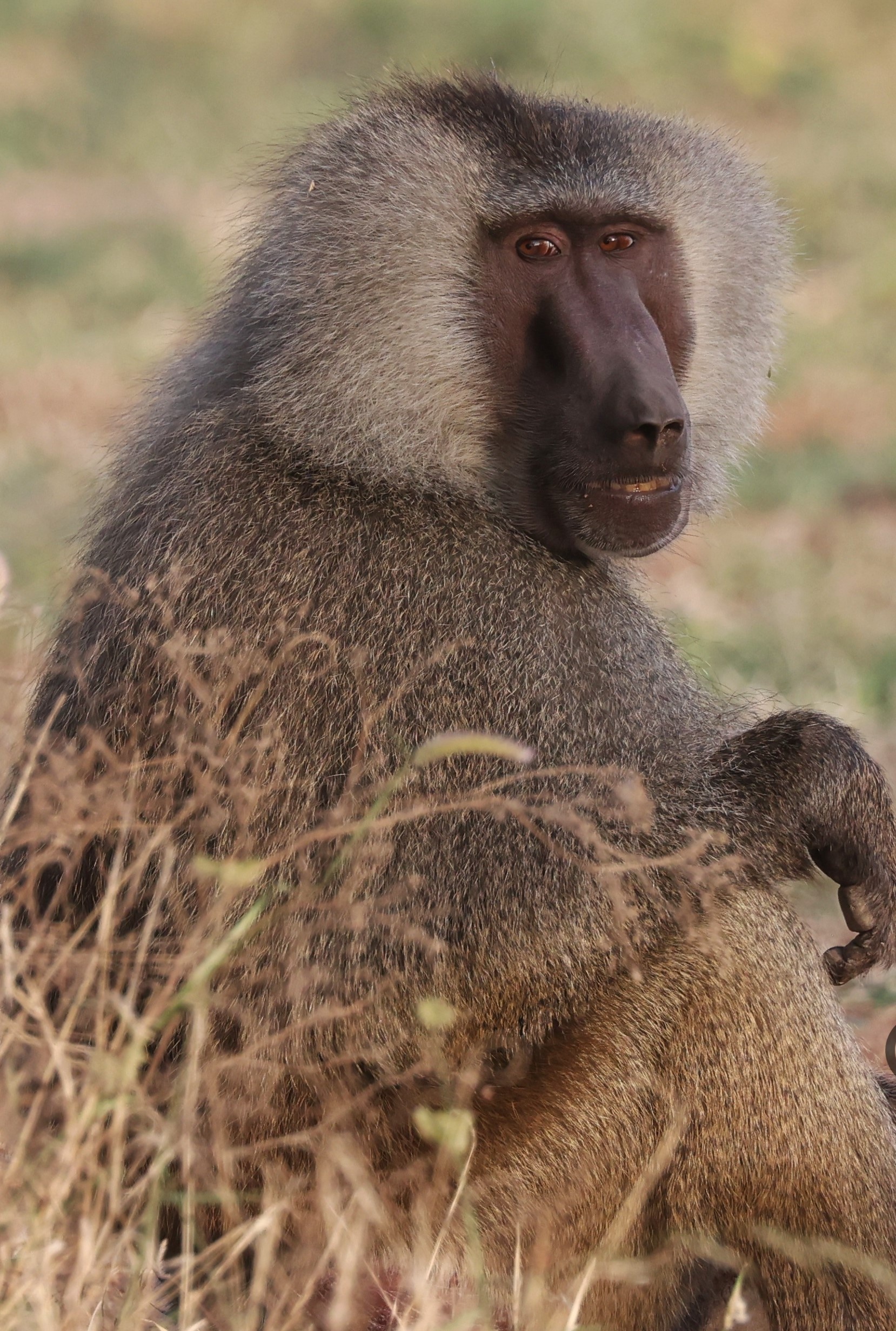 tourhub | Armaye Ethiopia Tours | Ethiopian Unique Wildlife  Safari 