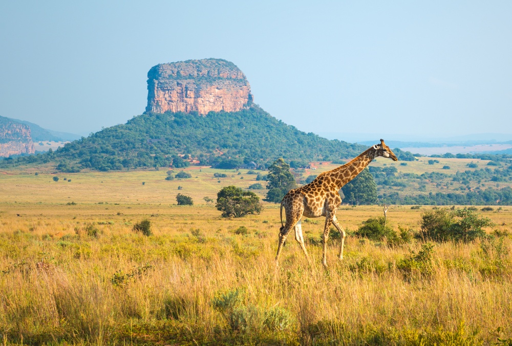 tourhub | Miki Travel Asia | 8D7N Cape Town, Victoria Falls, and Masai Mara 