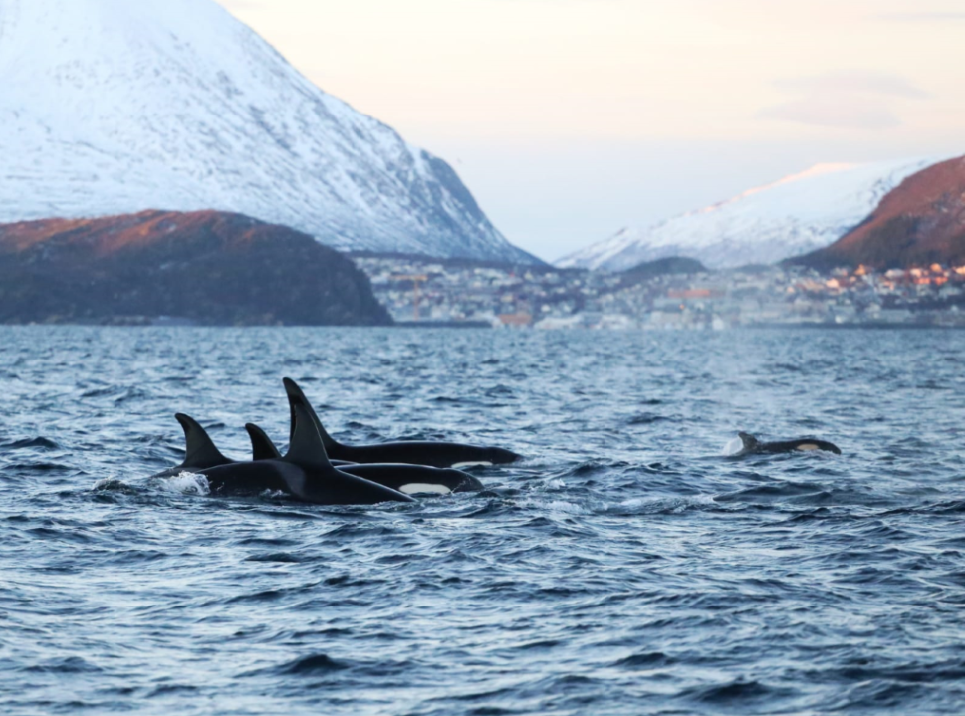 tourhub | World Sea Explorers AS | Whale Watching, Northern Lights & Sledding from Tromso 