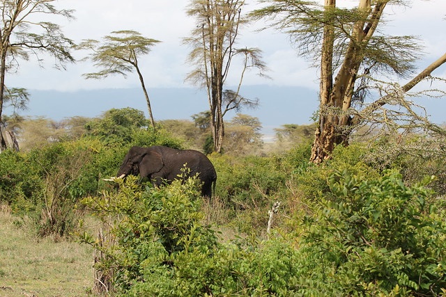 tourhub | Akondo Adventures | 3 Days Tarangire, Lake Manyara and Ngorongoro Safari 