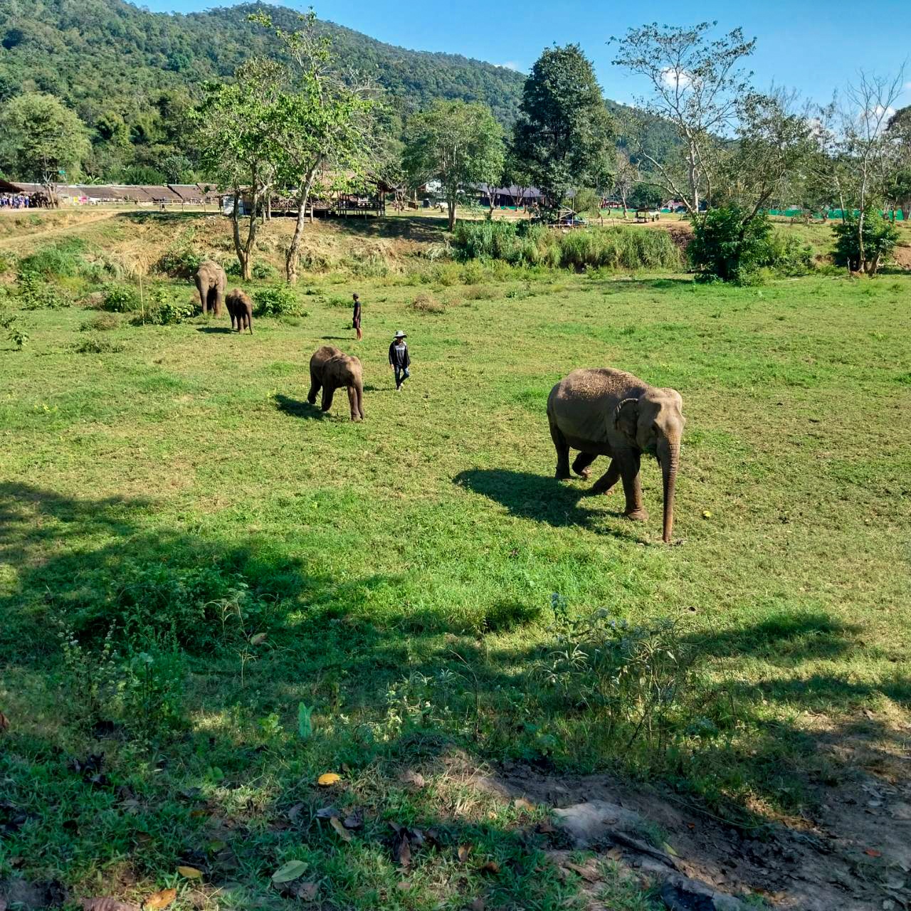 tourhub | Backpacking Tours | Volunteering with Elephants: Thailand 