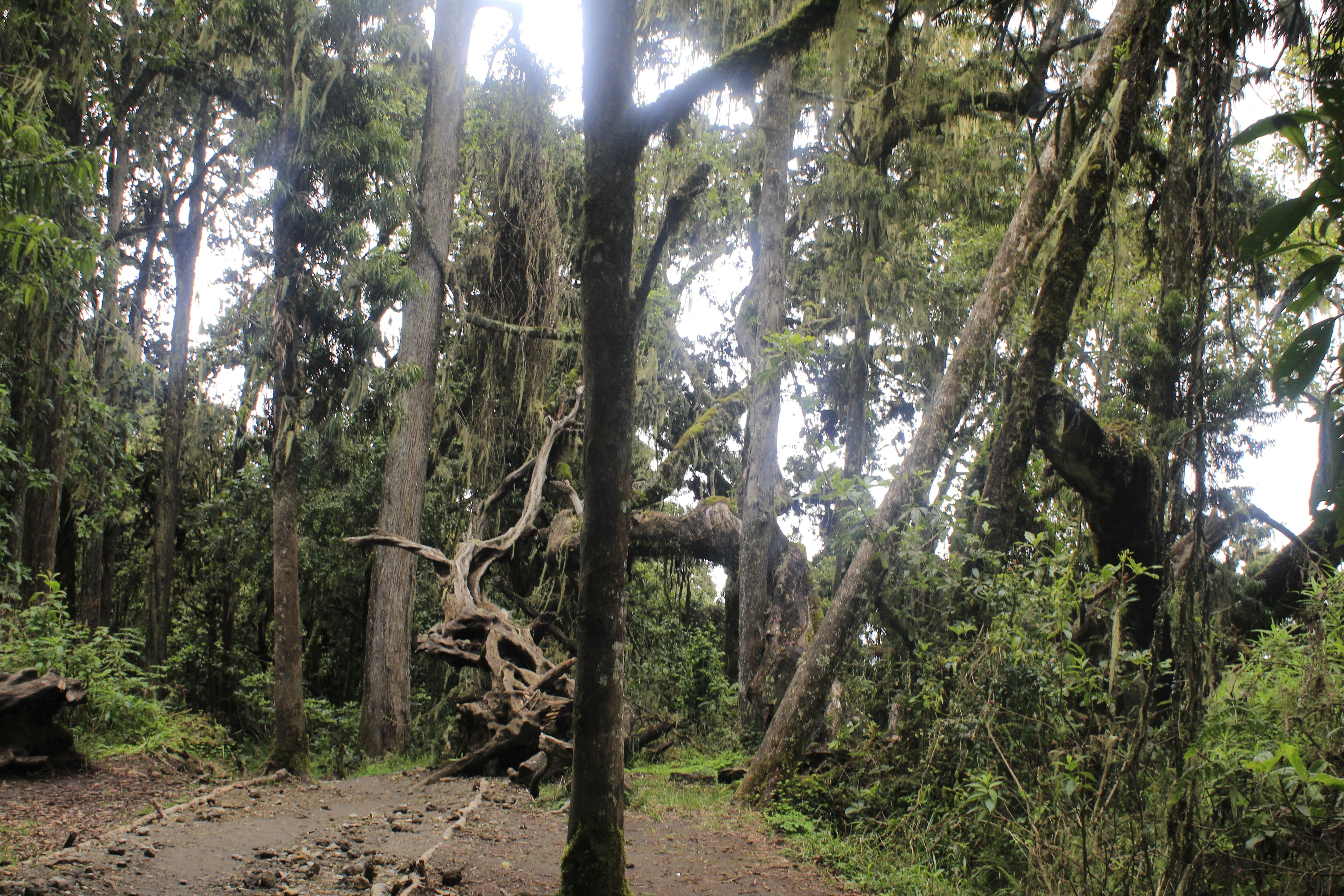 tourhub | Widerange African Safaris | Mount Kilimanjaro Lemosho Route 7 days 