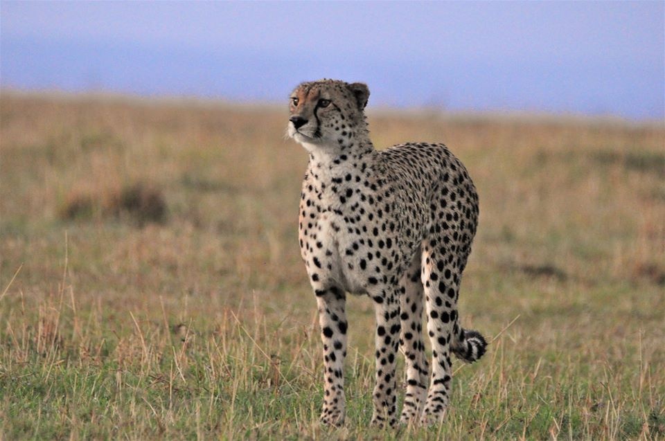 tourhub | Royal Private Safaris | 8 Days Luxury Kenya Safari With Unforgettable Lake Visit 