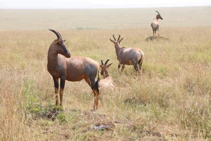 tourhub | Jossec Tours and Safaris | 4 Days Masai Mara & Lake Nakuru Tour. 