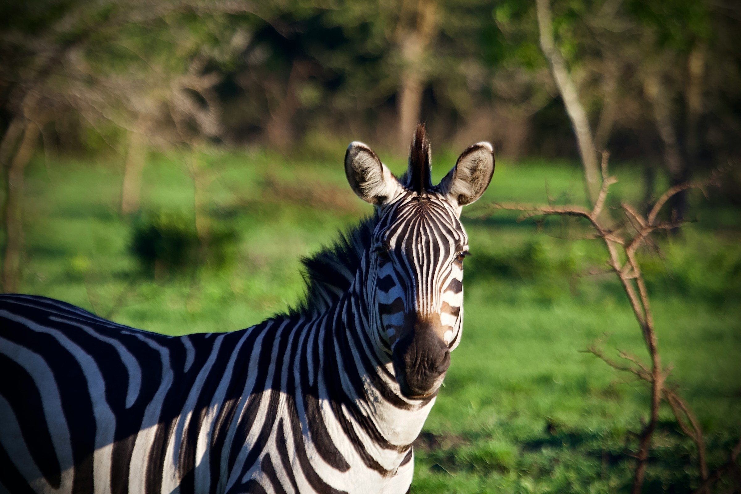 tourhub | Verdoro Safaris | 6-Day Uganda Guided Safari from Entebbe Airport 