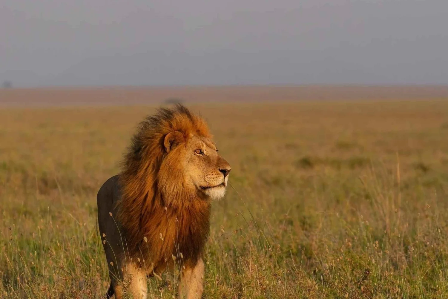 tourhub | Mbega African Safaris | 3-Days Tanzania Safari, Tarangire, Ngorongoro, Lake Manyara 