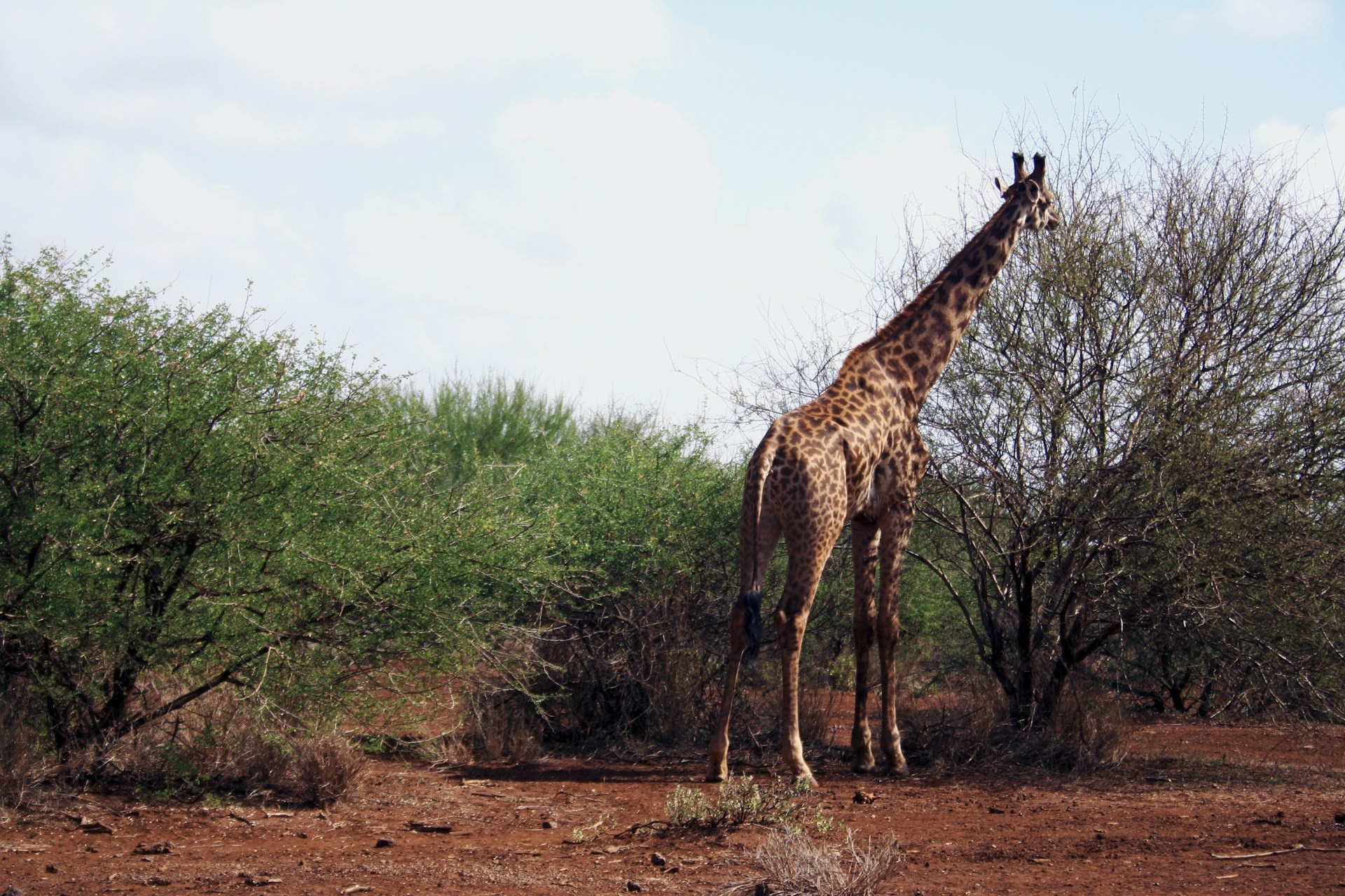tourhub | Exodus Safaris | 4-Day Midrange Kenya Private Safari Package : Tsavo West / Amboseli / Tsavo East 