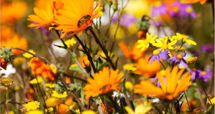 tourhub | HoneyBadger Travel & Tours | South Africa Flower Safari Namaqualand & West Coast 