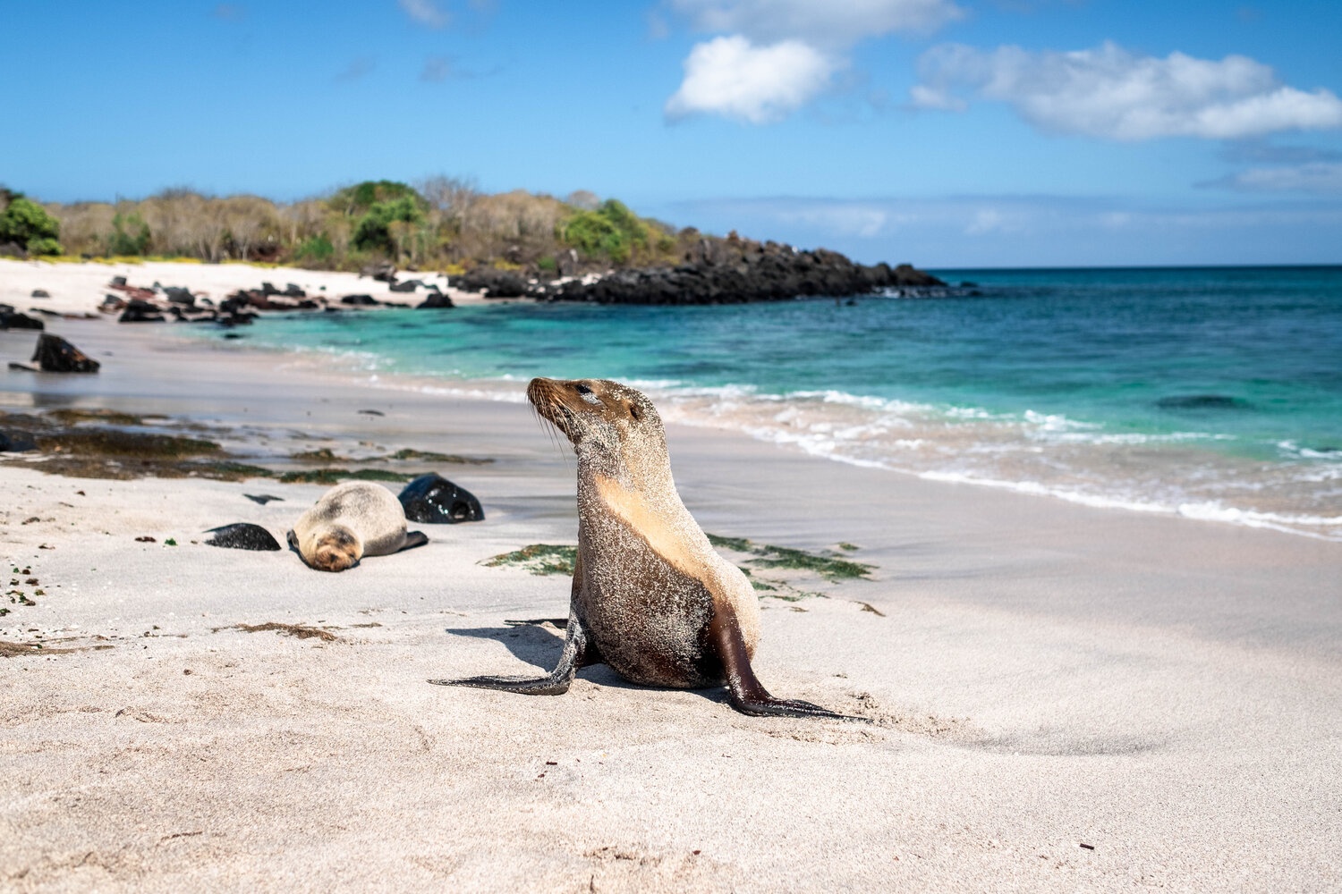 tourhub | Ecuador Galapagos Travels | 8 Days Galápagos Island Hopping Adventure: Wildlife & Wonders 