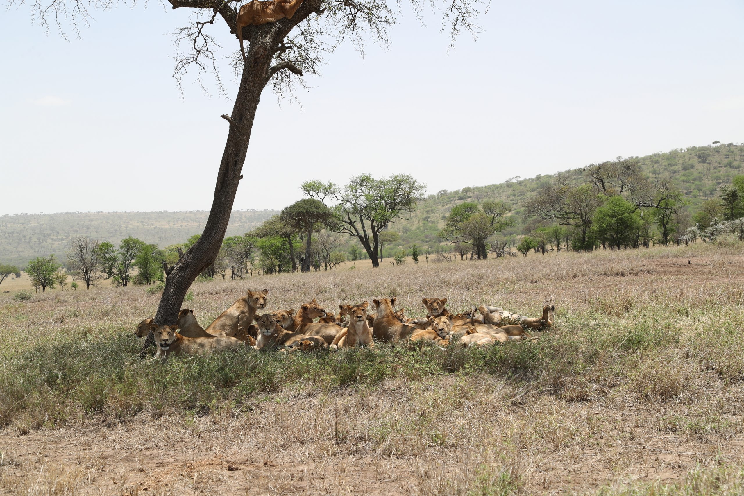 tourhub | Serengeti Access Safaris | 3 Days Mikumi national Park 