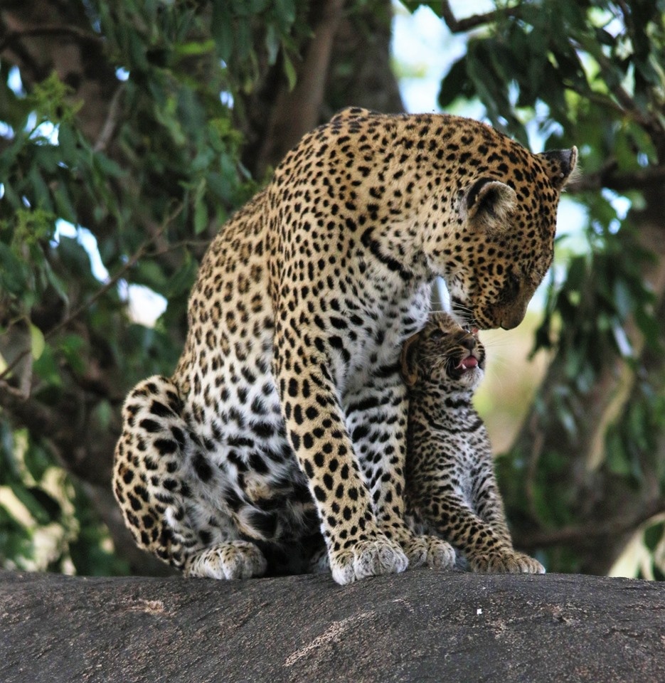 tourhub | Alaitol Safari | Big Five Safari To Tarangire and Ngorongoro Crater 