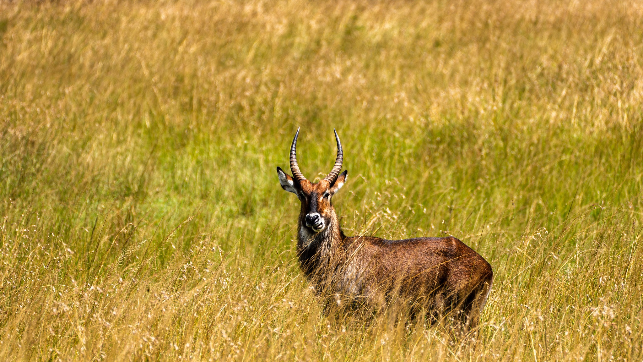 tourhub | Beach and Safari Holidays | Tanzanian Grand Safari Expedition: From Elephants to Flamingos 