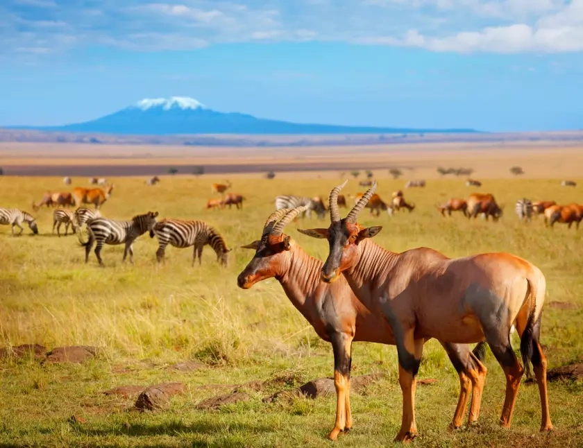 tourhub | Johnbow Tours and Travel | 3 Days Amboseli National Park Safari 