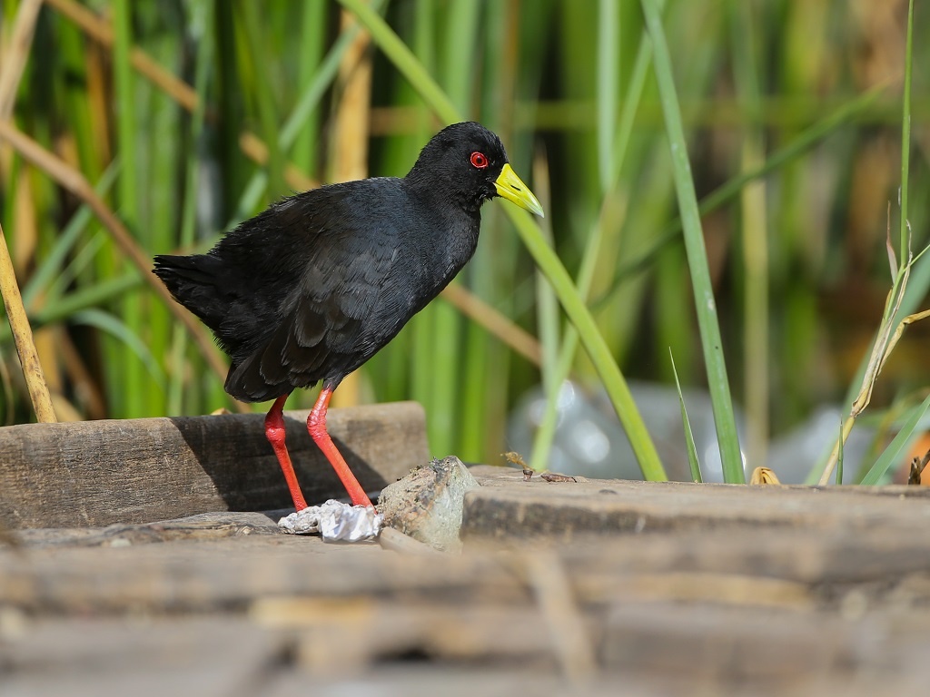 tourhub | Finot Tour and Safari Ethiopia | Bird watching Tour 4 Days 