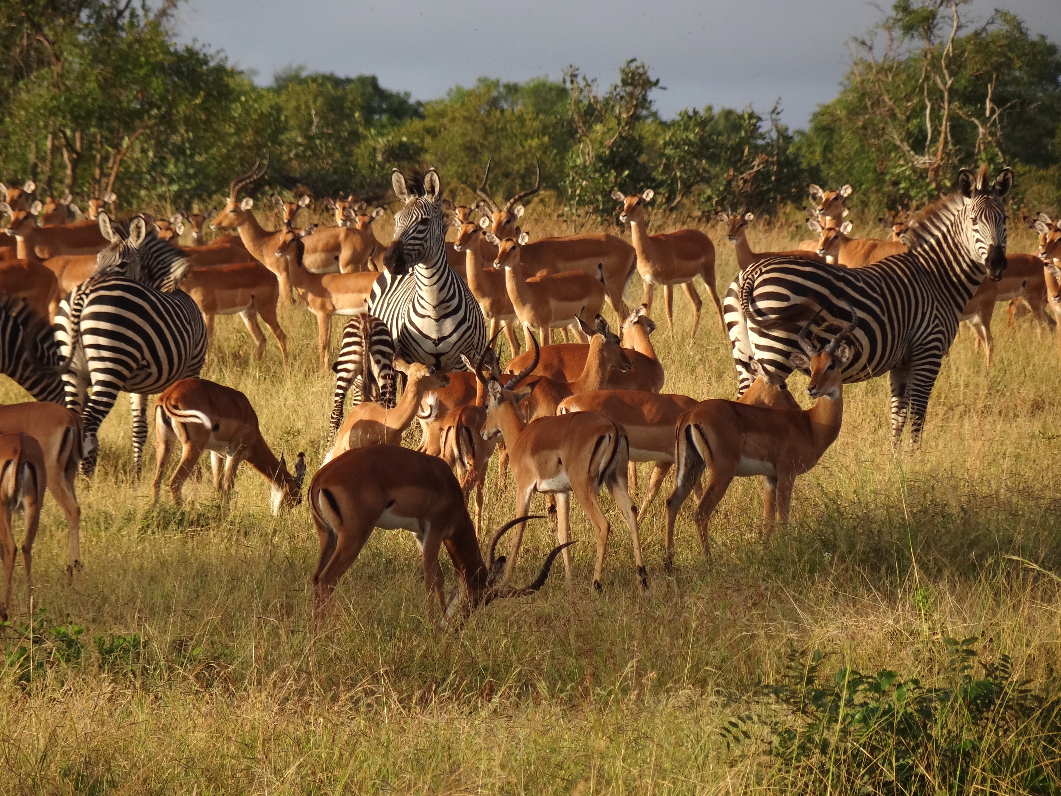 tourhub | Serengeti Access Safaris | 3 Days Mikumi national Park 