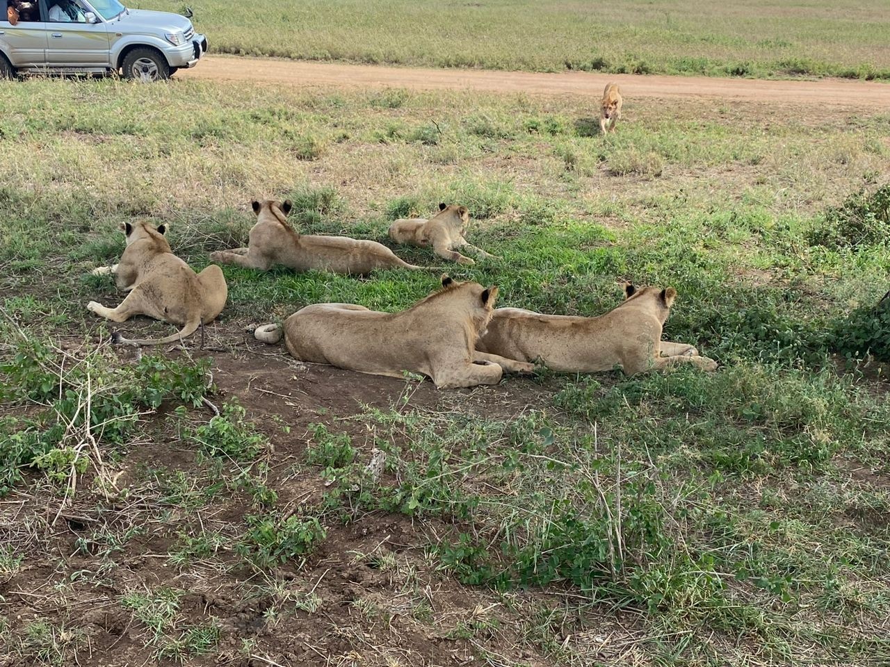 tourhub | Ron Adventure | Tanzania Luxury Wildlife Safari 