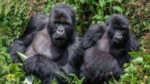 tourhub | Trek Rwenzori Tours | 3 Days Gorilla Trekking in Uganda 