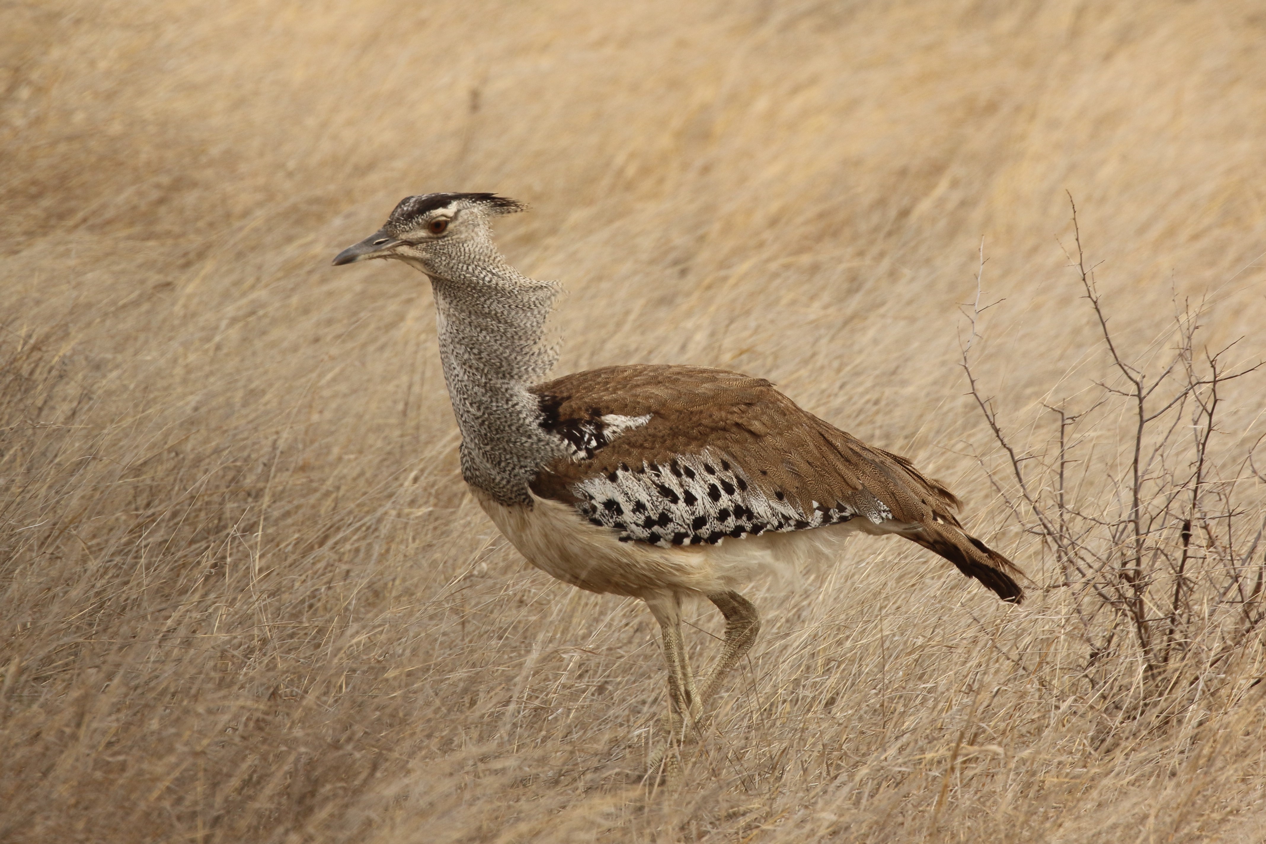 tourhub | Wildlife Dreams | Bird Watching in Kruger (Dates upon request) 