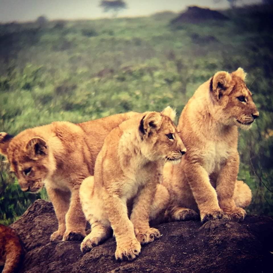 tourhub | Alaitol Safari | Camping Safari To Manyara, Serengeti and  Ngorongoro. | 87431P11